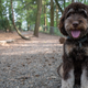 Illustration for article titled Creator of Labradoodles Says He Unleashed Frankenstein’s Monster